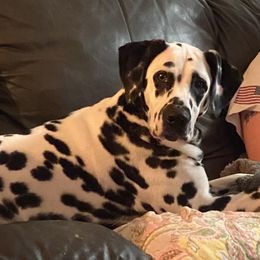Winter - Dalmatian