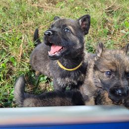 Winston (Yellow male) - Sable male German Shepherd puppy in Winchester, Kentucky from Del Lago Canine