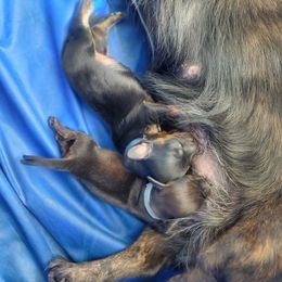 Dachshund Puppies from Royal purple doxies
