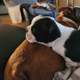 "Sleeping on Daddys boston butt!" Boston Terrier Puppies from BFF BOSTONS