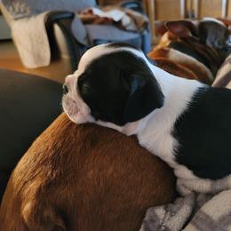 "Sleeping on Daddys boston butt!" Boston Terrier Puppies from BFF BOSTONS
