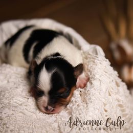 Biewer Terrier Puppies from Imperial BabyDoll Biewers