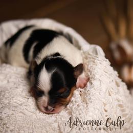 Biewer Terrier Puppies from Imperial BabyDoll Biewers