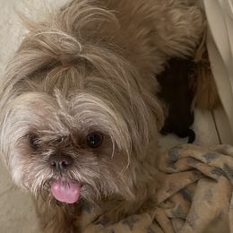 Sandy - Shih Tzu