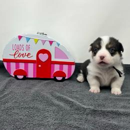 Arctic - Black and tan male Pembroke Welsh Corgi puppy in Waco, Texas from The Comma Corgis