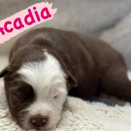Acadia - Red tri female Miniature Australian Shepherd puppy in South Central, Pennsylvania from Windy Hills Mini Aussies & Doodles