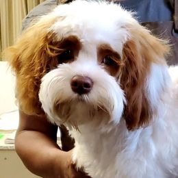 Cavapoos, Goldendoodles, and Poodles from Rosie Doodle Dandies