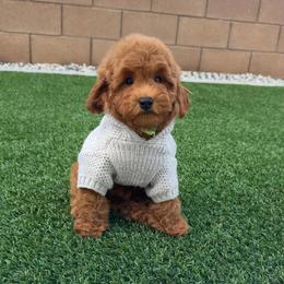 Ralph - Apricot male Goldendoodle puppy in Anaheim, California from Doodles