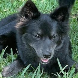 Maleficent $600 - Black and white Pomsky puppy in Jacksonville, Florida from Northeast Florida Pomskies