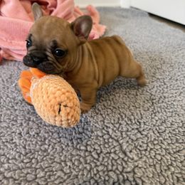 Tucker - Fawn and white male French Bulldog puppy in Madison, Wisconsin from MadCity Frenchies