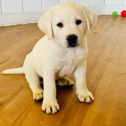 Boy  2 Light blue  Fee 3,600 - Yellow male Labrador Retriever puppy in Santa Clarita, California from Five Star Labradors