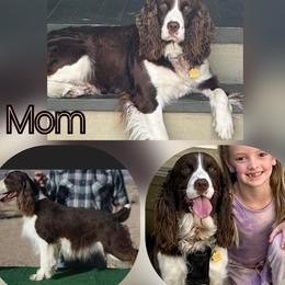 English Springer Spaniel puppies from Hat Trick Springer Spaniels