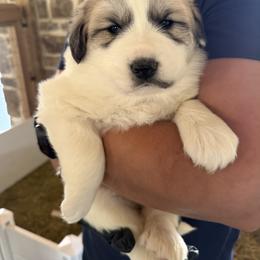 Miss Platinum - White and badger female Great Pyrenees puppy in Sapphire, North Carolina from Sapphire Valley Great Pyrenees
