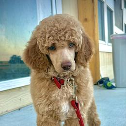 Xylon - Poodle