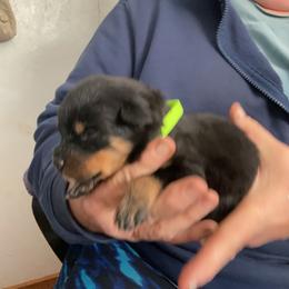 Boy 5 - Black and mahogany male Rottweiler puppy in Cartersville, Virginia from Vom Heldenhaft Rottweilers