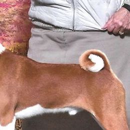 Basenjis and Manchester Terriers from Marjani