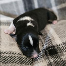 Boy 4 - Black tri-color male Australian Shepherd puppy in Tehachapi, California from Astralvale Aussies