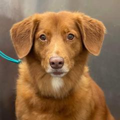Nova Scotia Duck Tolling Retrievers from Hearts and Paws
