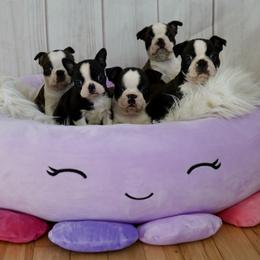 Boston Terrier Puppies from Piper Hill Bostons