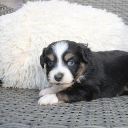 Jingle - Black tri-color male Aussiedoodle puppy in Loretto, Tennessee from K Kountry Farm