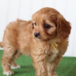 Sage - Red female Cavapoo puppy in Springtown, Texas from North Texas Puppies