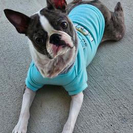 Lulu - Blue female Boston Terrier puppy in Catawba, North Carolina from Lil Wiggles Boston Terriers