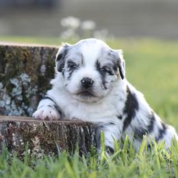 Romeo - Blue merle male Miniature Australian Shepherd puppy in White Oak, Texas from Triple Lake Ranch Miniature Australian Shepherds