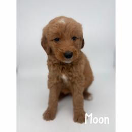 Moon - Red  male Goldendoodle puppy in Smithfield, Kentucky from KBK9 Kennels