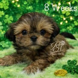 Charlie - Gold male Shih Tzu puppy in Hayden, Idaho from Phoenix Shih Tzu