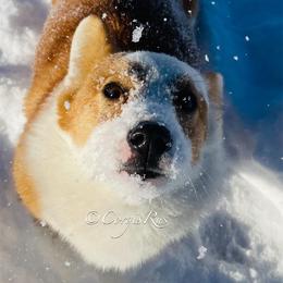 Cardigan Welsh Corgis and Pembroke Welsh Corgis from Monarch Corgis