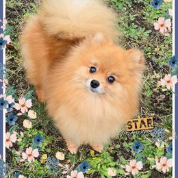 Star - Pomeranian