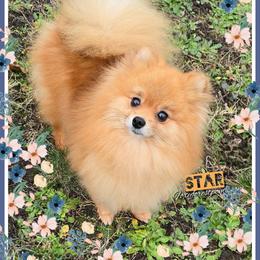 Star - Pomeranian