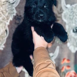 Blue - Black male German Shepherd puppy in Marion, Ohio from Legacy K9’s