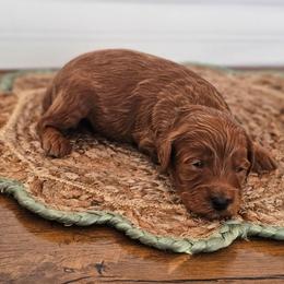 Luca - Red  male Goldendoodle puppy in Connersville, Indiana from Dessie's Doodles