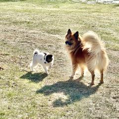 Icelandic Sheepdog Puppies from Windswept Icelandic Sheepdogs