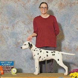 Snow,  Yellow collar - White and lemon female Dalmatian puppy in Decatur, Alabama from Hollytree Dalmatians