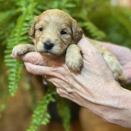 Schnoodle puppies from Growing Puppies