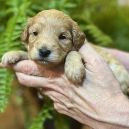Schnoodle puppies from Growing Puppies