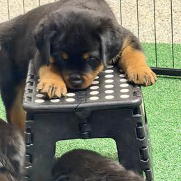 Puppy 3 - Black and mahogany male Rottweiler puppy in Arizona from TRK Rottweilers