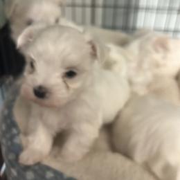 Male Morkie 1-Korean bloodlines - White male Morkie puppy in Coats, North Carolina from Angie's Puppies