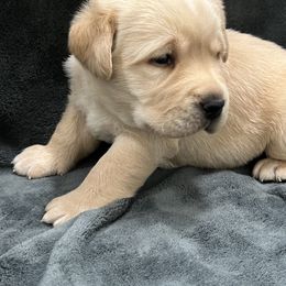 Yellow Male Grey Collar - Yellow male Labrador Retriever puppy in Beaverdam, Virginia from Gold Heart Labradors