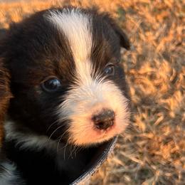 Boy 2 - Black tri-color male Australian Shepherd puppy in Welda, Kansas from McDaniel Aussies of Kansas LLC