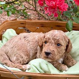 Biscuit - Apricot male Cavapoo puppy in Newville, Alabama from Southeast cavapoos