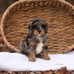 Australian Mountain Doodle, Bernedoodle, and Cavapoo Puppies from Cedar Wood Farms