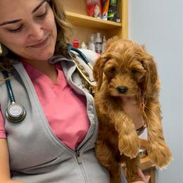 Lettie - Red  female Goldendoodle puppy in Los Gatos, California from Willow & Rose Doodles