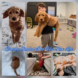 Goldendoodle Puppies from Lu Doodles