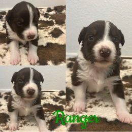 Australian Shepherd Puppies from Southern Copper Sun Aussies