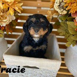 Australian Labradoodle, Bernedoodle, and Cockapoo Puppies from Dream Doodles and Cockapoos