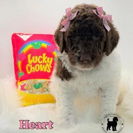 Heart - Chocolate female Goldendoodle puppy in Ponchatoula, Louisiana from Real Life Furrytales