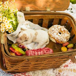 Poodle Puppies from Setting the Standard Poodles